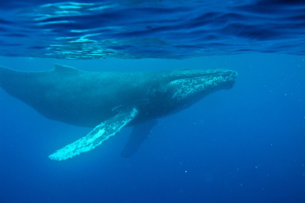 1949 Whale Recording From Maine May Reveal Ocean Communication Secrets