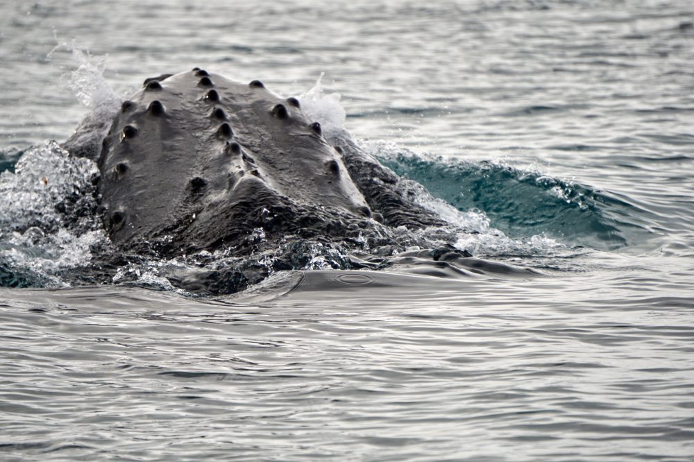 Cape Cod Researchers Uncover Oldest Known Whale Song Recording from 1949