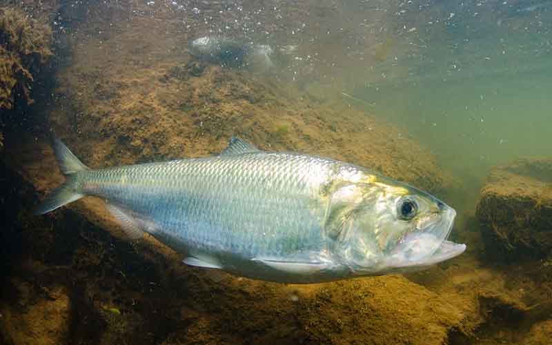 Virginia’s Fish Camera Lets You Watch Shad Migration Live Online