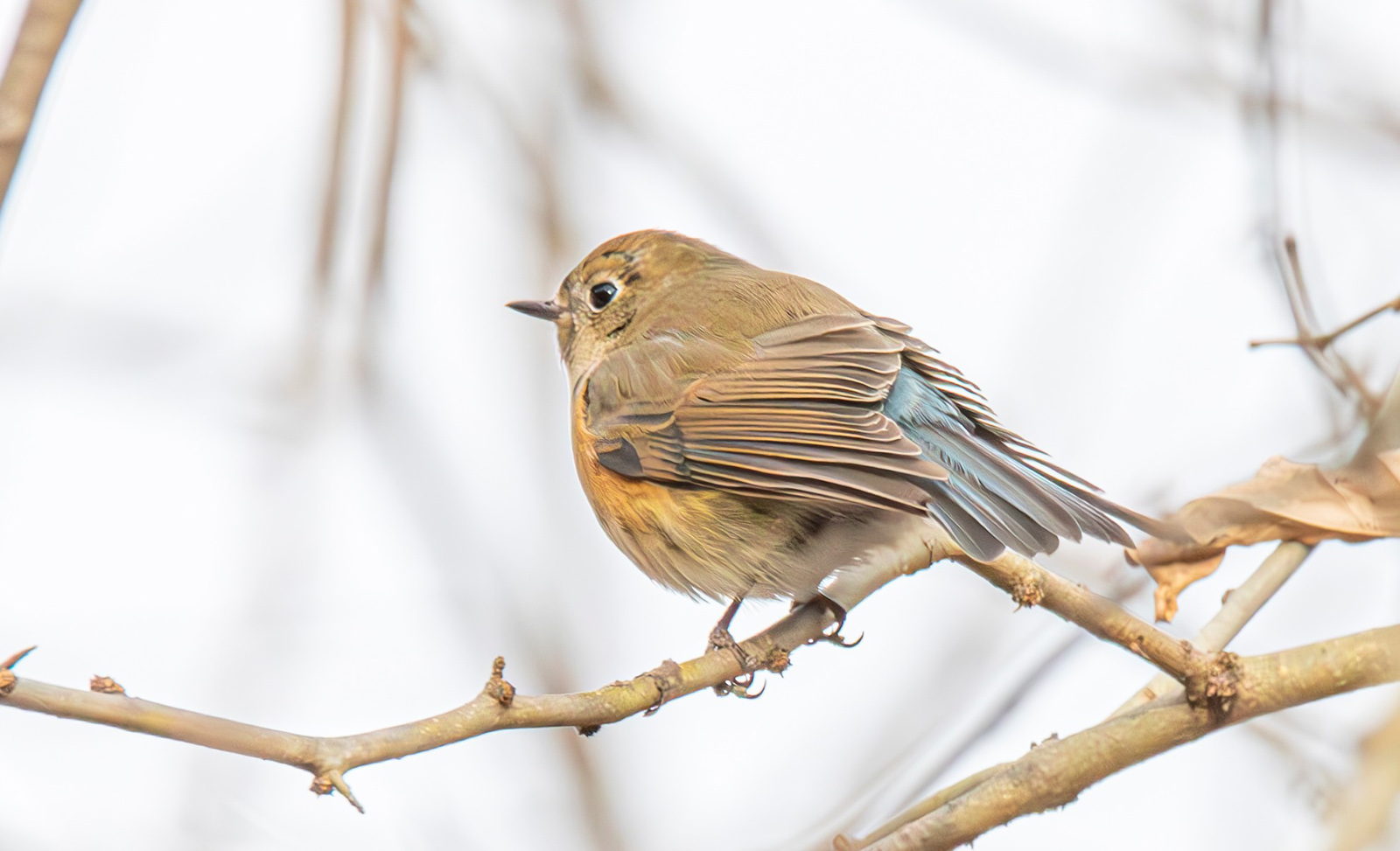 Rare Asian Bird Becomes Celebrity at Virginia Park Near DC