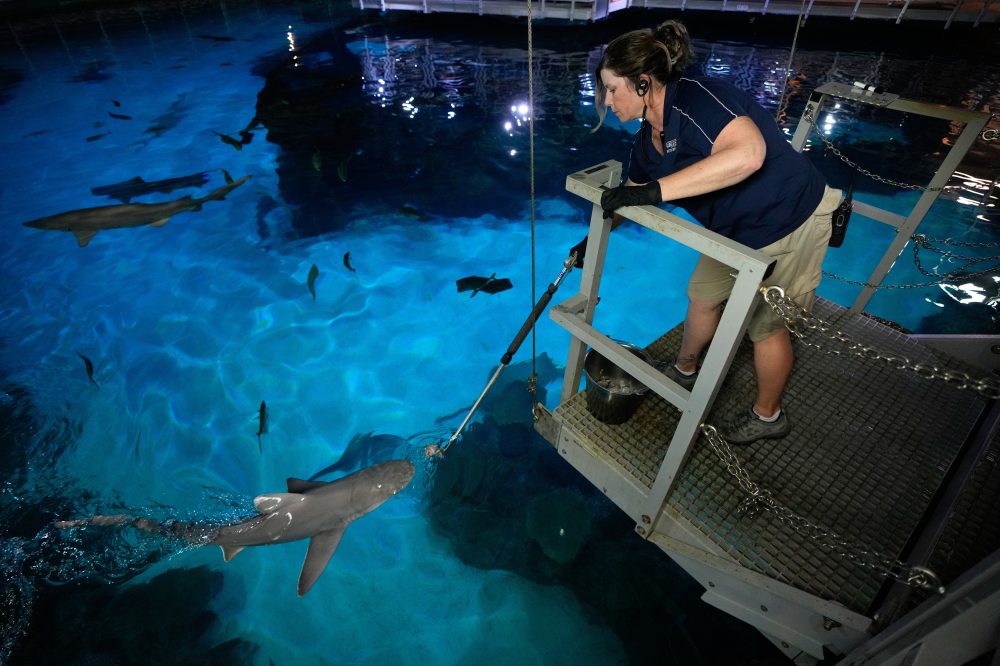Vegas Casino Sharks Devour 300+ Pounds of Fish Weekly at Mandalay Bay Aquarium