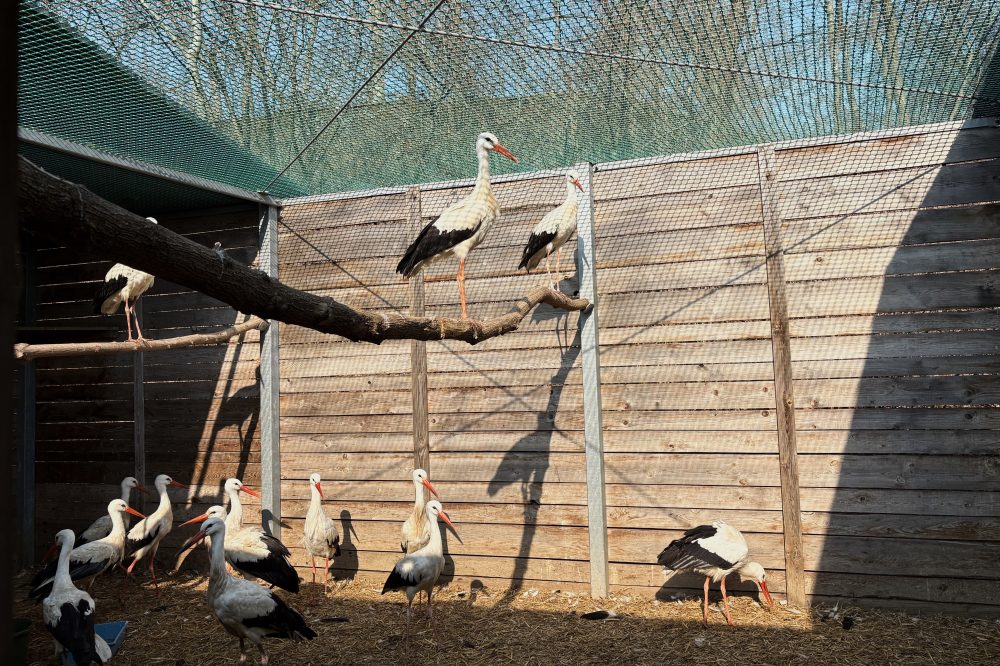 Polish Zoo Creates 24/7 Emergency Drop-Off for Injured Wild Birds