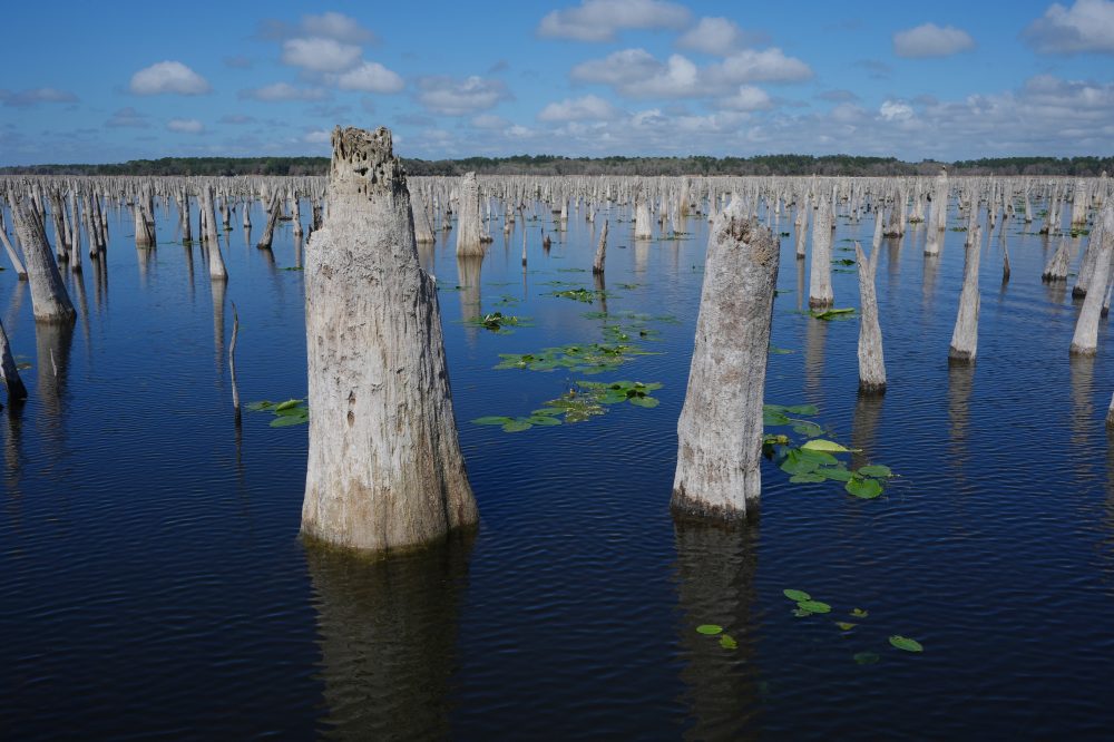 Florida Environmentalists Push to Remove Dam, Restore Natural River Flow
