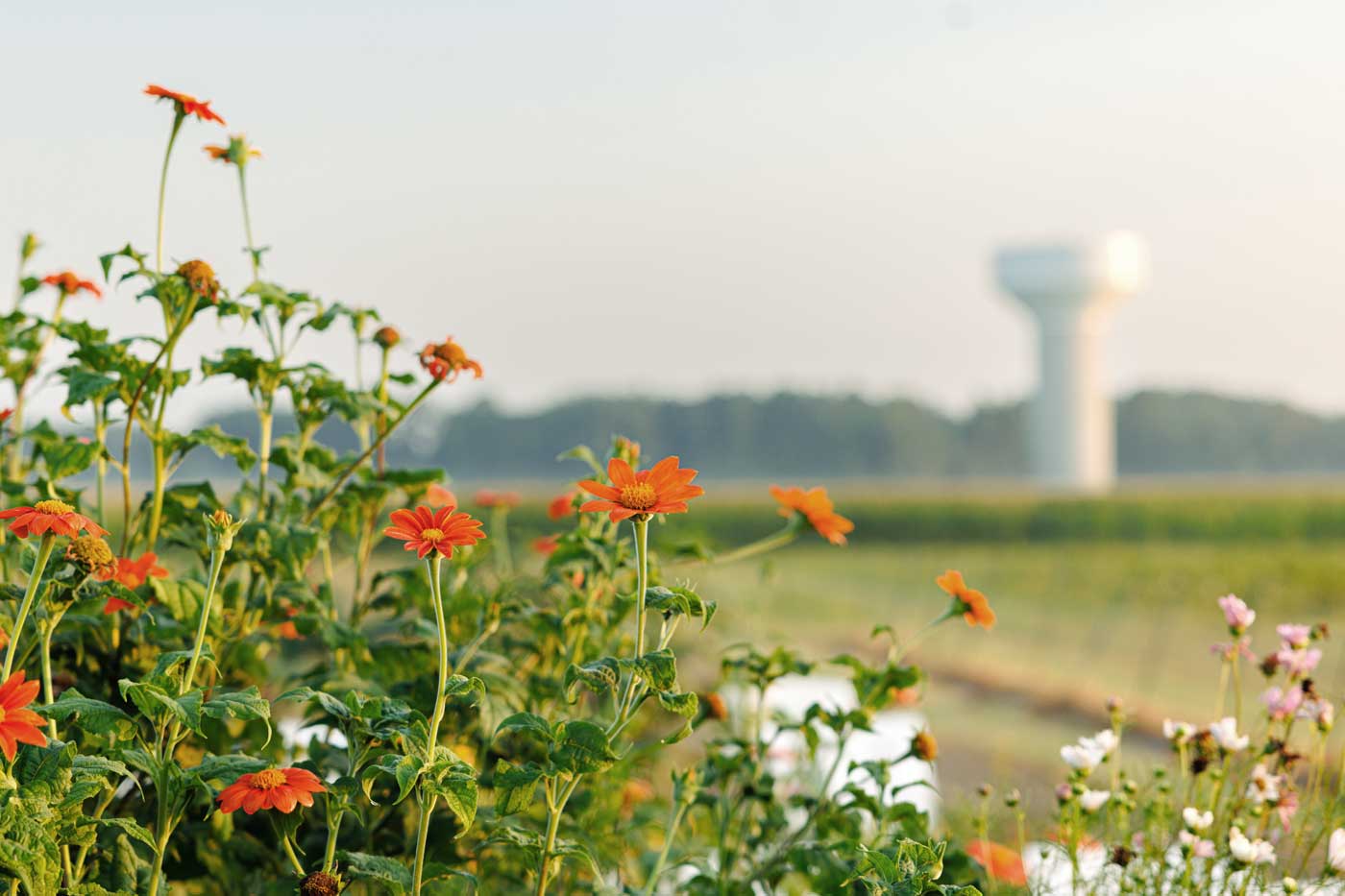 Virginia State University Researcher Explores Growing Market for Edible Flowers
