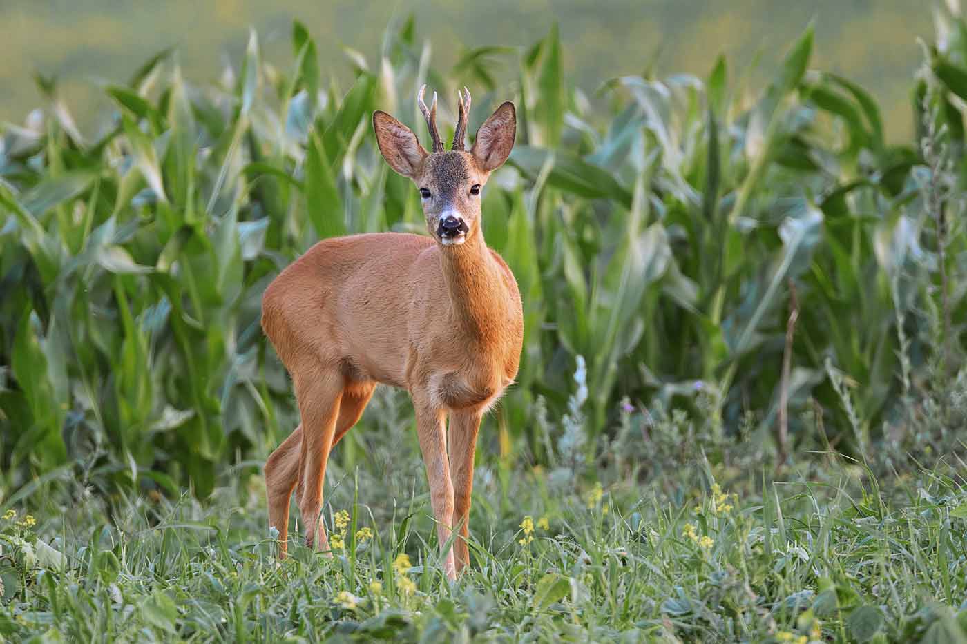 Virginia Farmers Battle Growing Wildlife Damage to Crops
