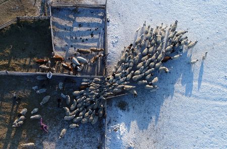 Russian Officials: Additional Diseases Worsening Siberian Livestock Crisis