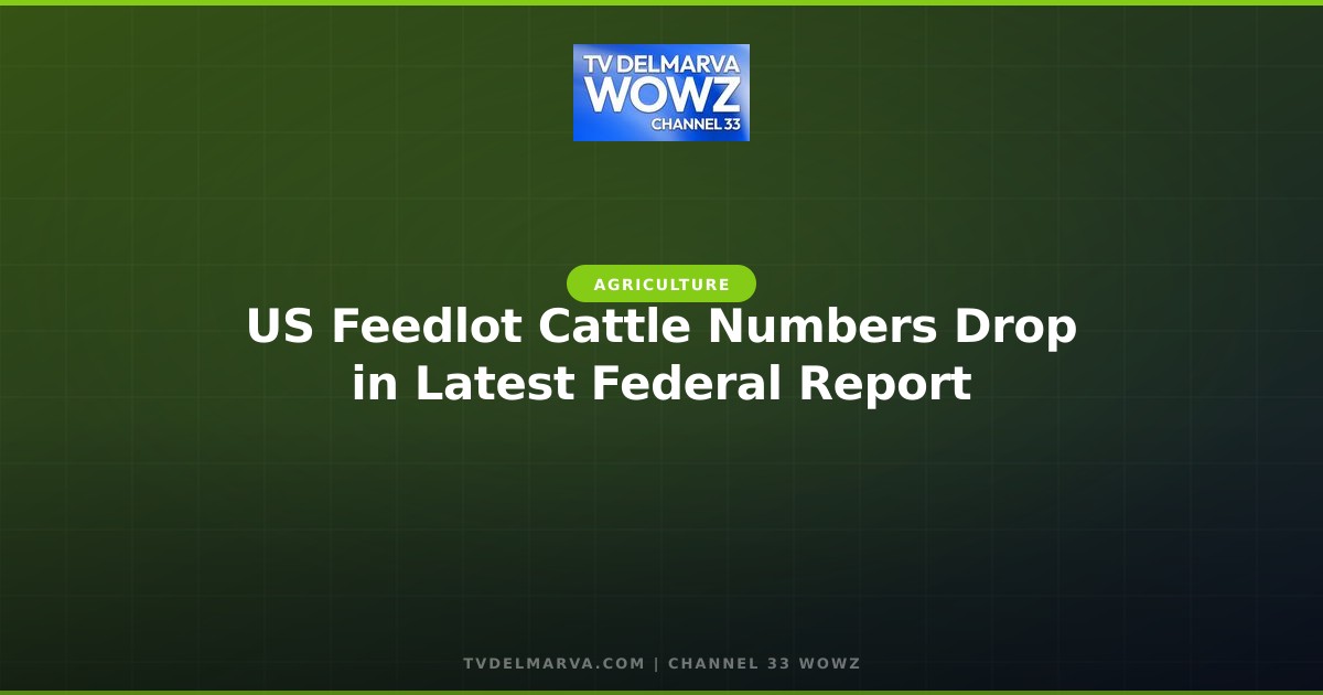 US Feedlot Cattle Numbers Drop in Latest Federal Report