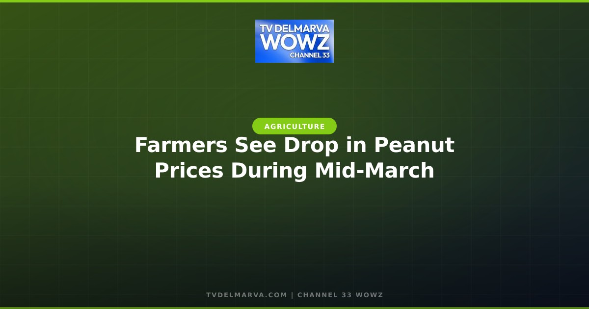 Farmers See Drop in Peanut Prices During Mid-March