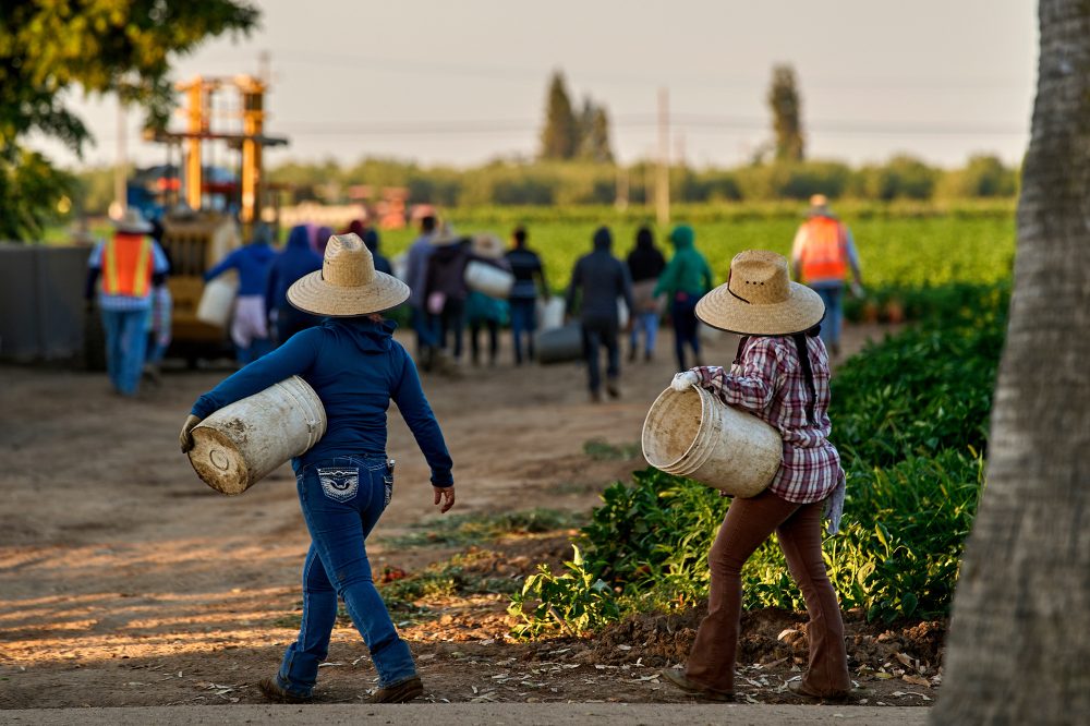 Farm Labor Icon’s Alleged Abuse Shocks Women Who Fight Field Sexual Violence