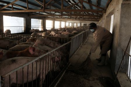 Middle East Conflict Drives Up Feed Costs for Chinese Pig Farmers Already Struggling