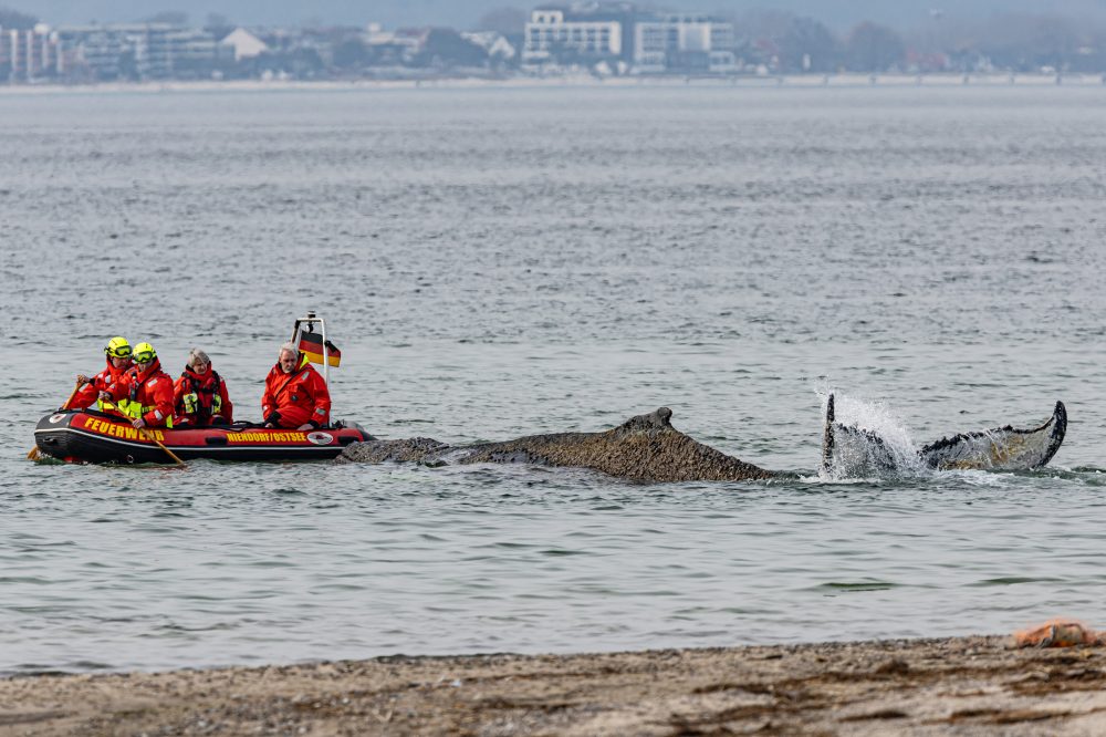 German Rescue Teams Race to Save Stranded Humpback Whale in Baltic Sea