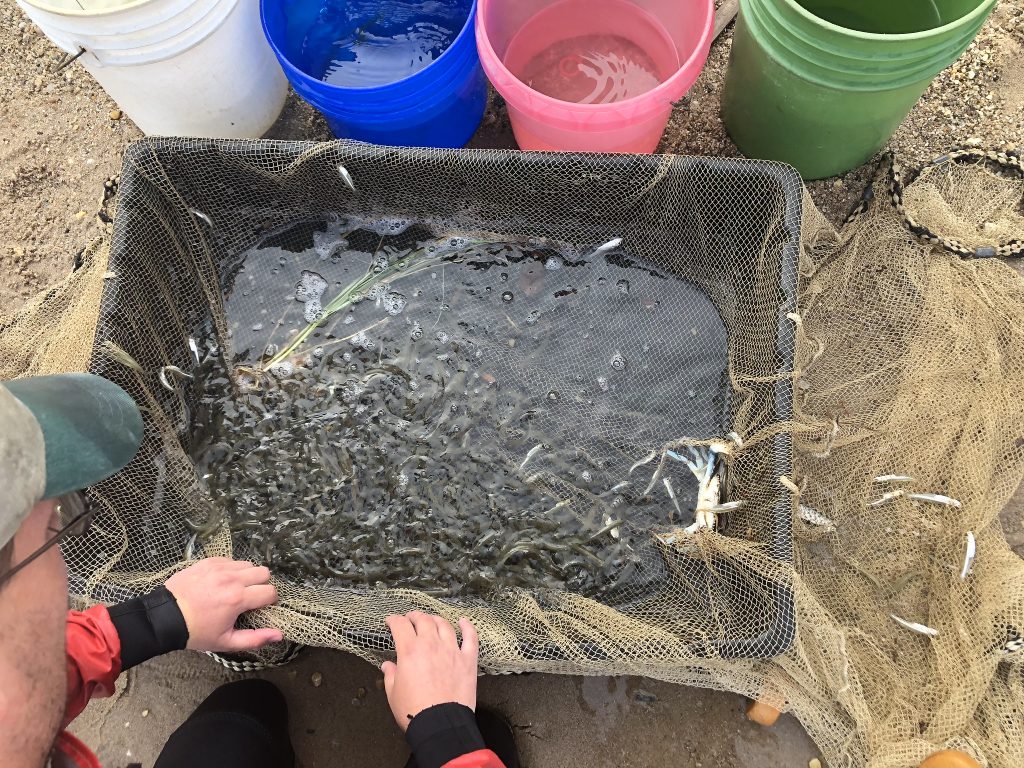 Maryland DNR Uses Special Nets to Study Fish Populations in Chesapeake Bay