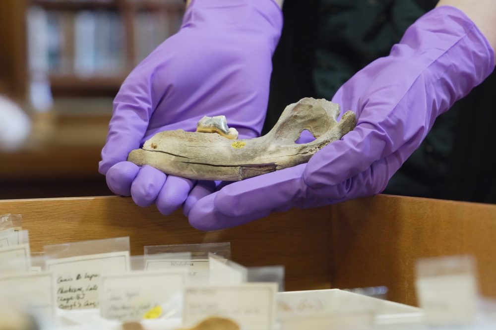 Ancient Dog DNA Research Pushes Back Origins by 5,000 Years
