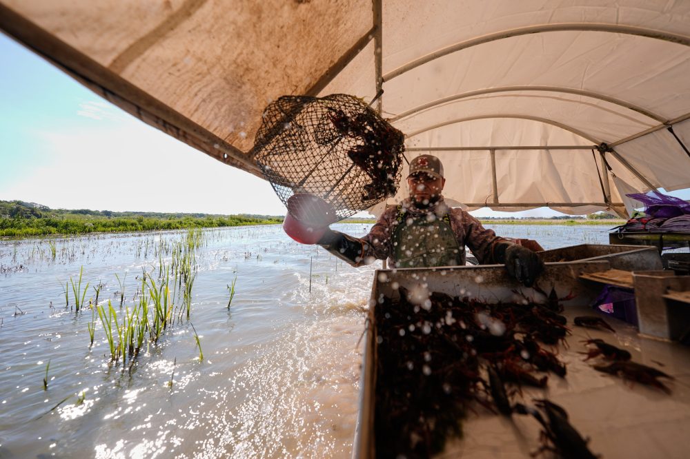 Louisiana Crawfish Processors Struggle Without Foreign Seasonal Workers