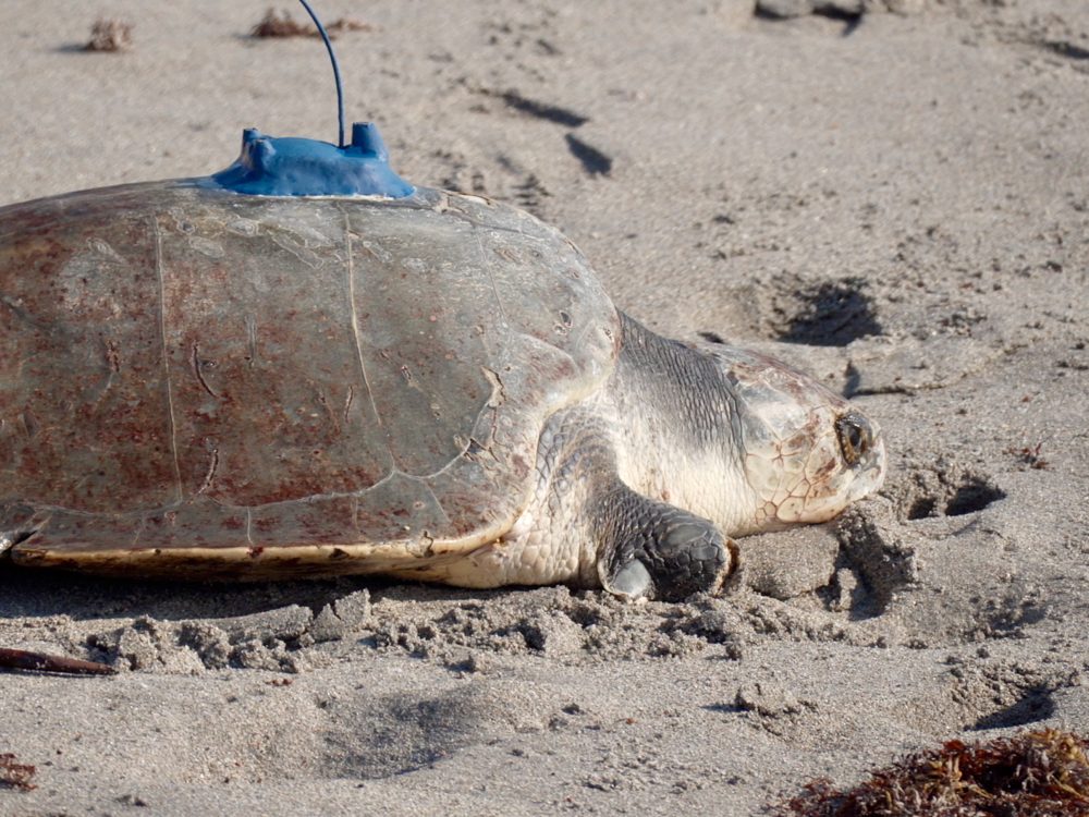 Rare Three-Finned Sea Turtle Released with Satellite Tracker in Florida