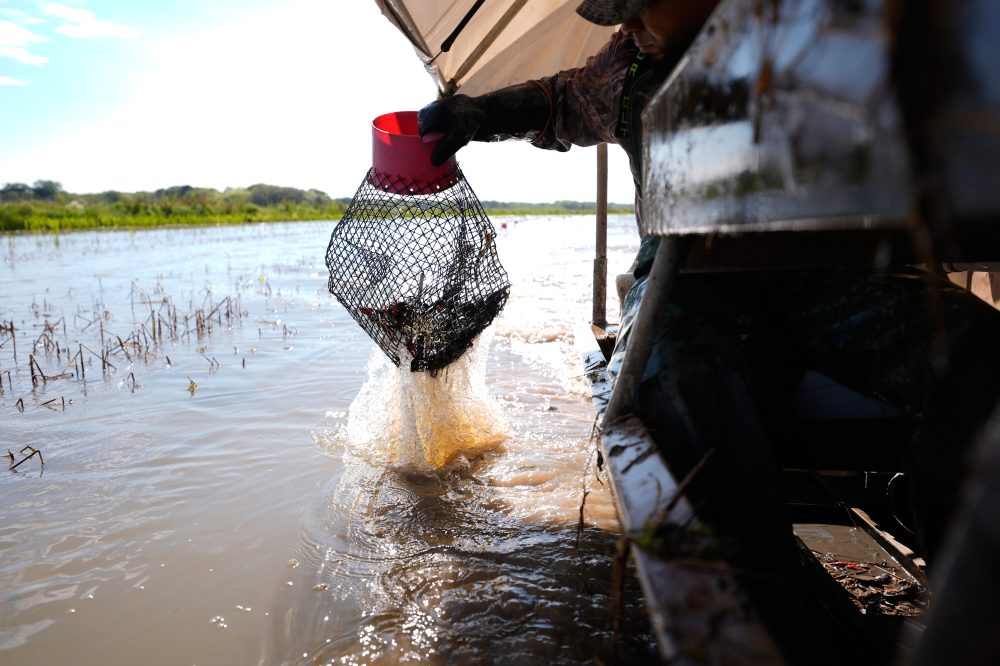 Louisiana Crawfish Industry Faces Worker Shortage During Peak Season