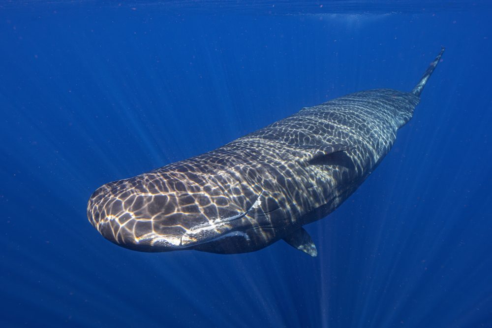 Rare Video Shows Sperm Whales Cooperating During Birth in Caribbean Waters