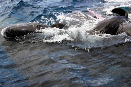 Scientists Capture Rare Birth of Sperm Whale With Community Support