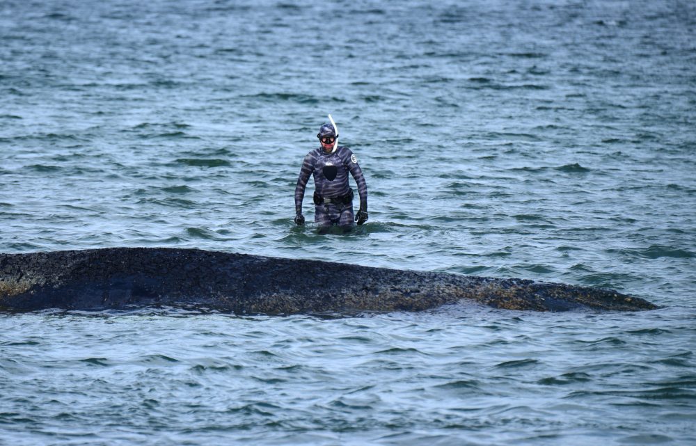 Stranded Whale Escapes German Resort After Dramatic Rescue Effort