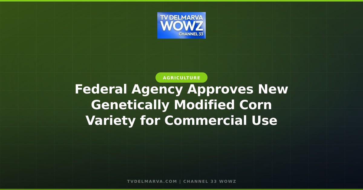 Federal Agency Approves New Genetically Modified Corn Variety for Commercial Use