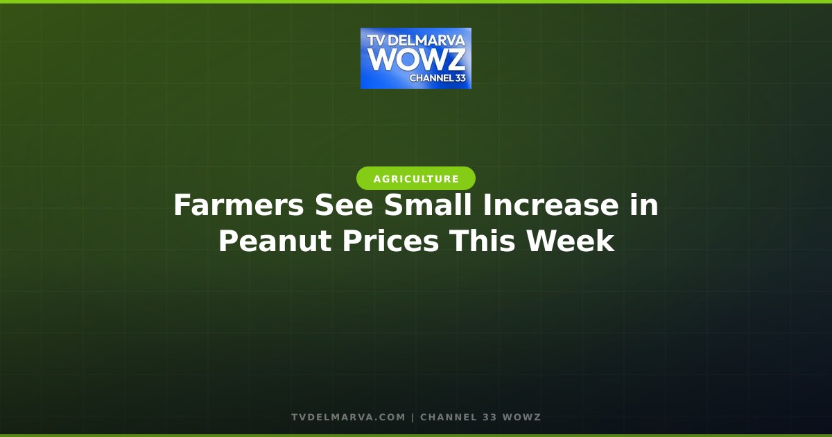 Farmers See Small Increase in Peanut Prices This Week