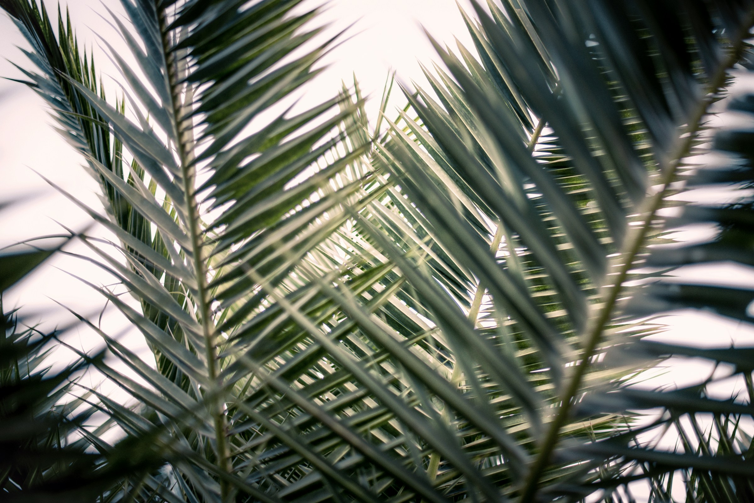 Christians Worldwide Mark Palm Sunday, Beginning Holy Week