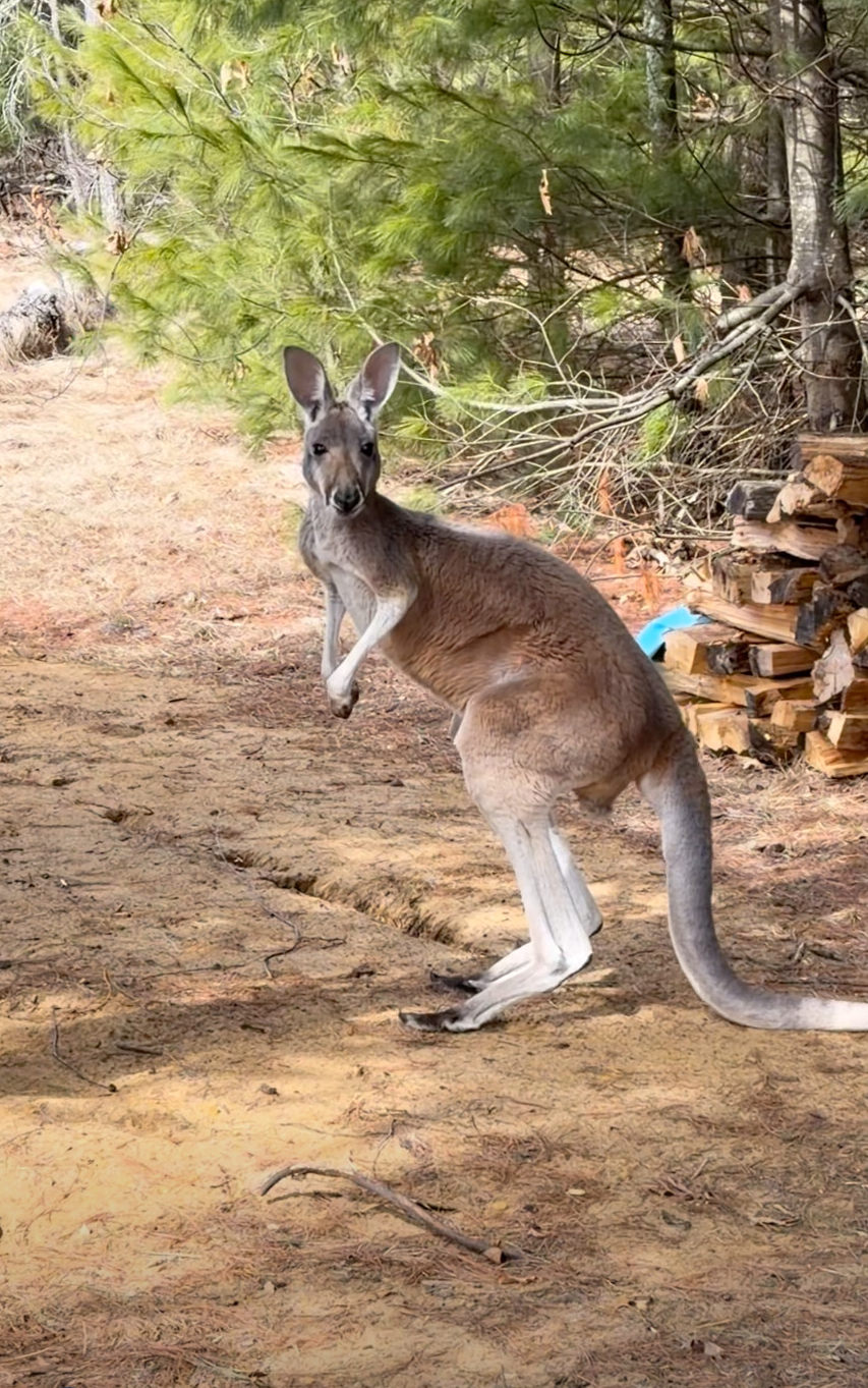 Wisconsin Kangaroo Jumps 8-Foot Fence, Leads Three-Day Chase