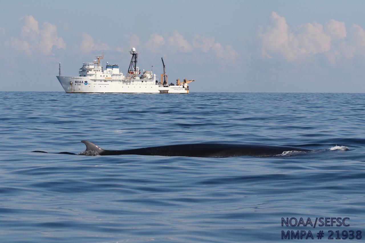 Federal Agencies May Skip Wildlife Protections for Oil Operations Citing Security
