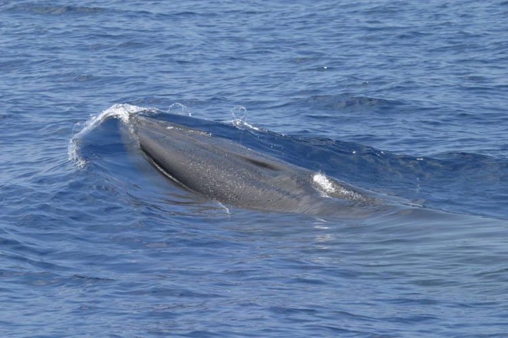 Critically Endangered Gulf Whale Species Faces Extinction Risk From Drilling Plans