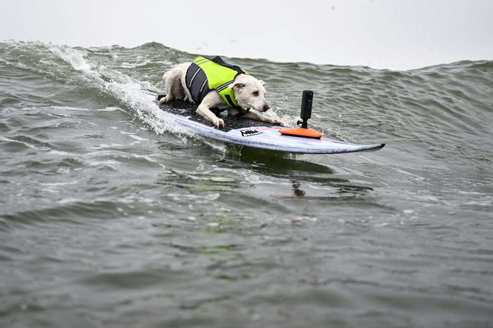 Legendary Surfing Dog Sugar Dies at 16 After Cancer Battle