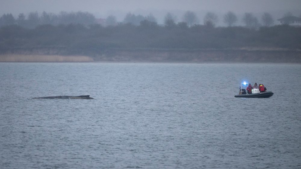 Massive Humpback Whale Breaks Free from Baltic Sea Shallows, Long Journey Home Ahead