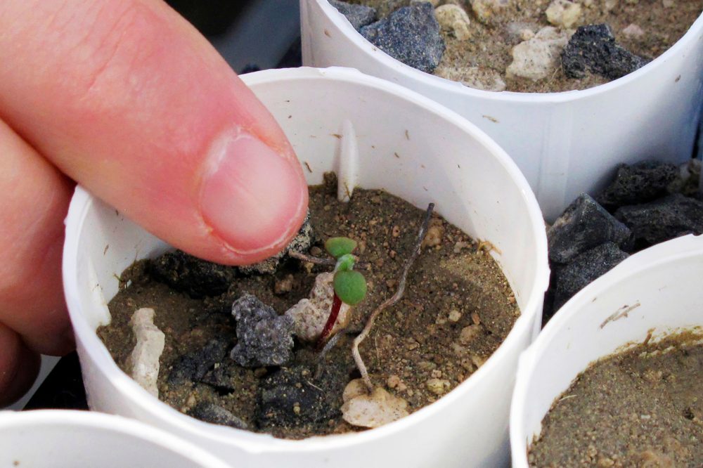 Federal Court Approves Nevada Lithium Mine Despite Endangered Wildflower Concerns