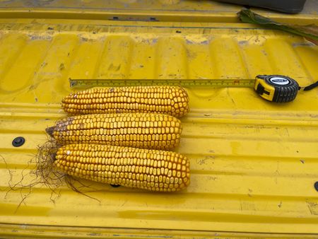 Delaware Farmers Shift Away From Corn as Iran Conflict Drives Up Fertilizer Costs