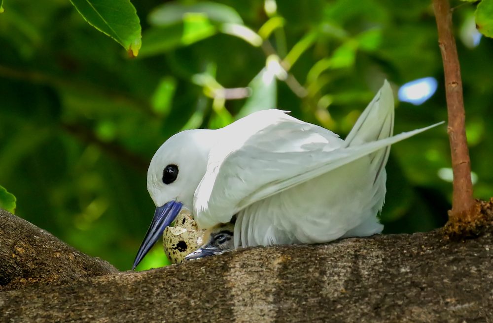 Hawaiian White Terns Flourish in Urban Honolulu Against All Odds