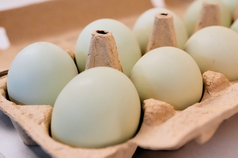 Easter Egg Prices Drop 60% Nationwide After Bird Flu Recovery