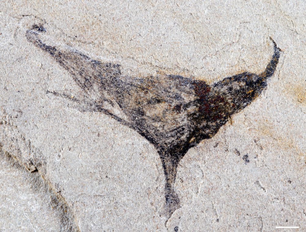 Ancient Fossils Reveal Complex Life Evolved Millions of Years Earlier Than Expected