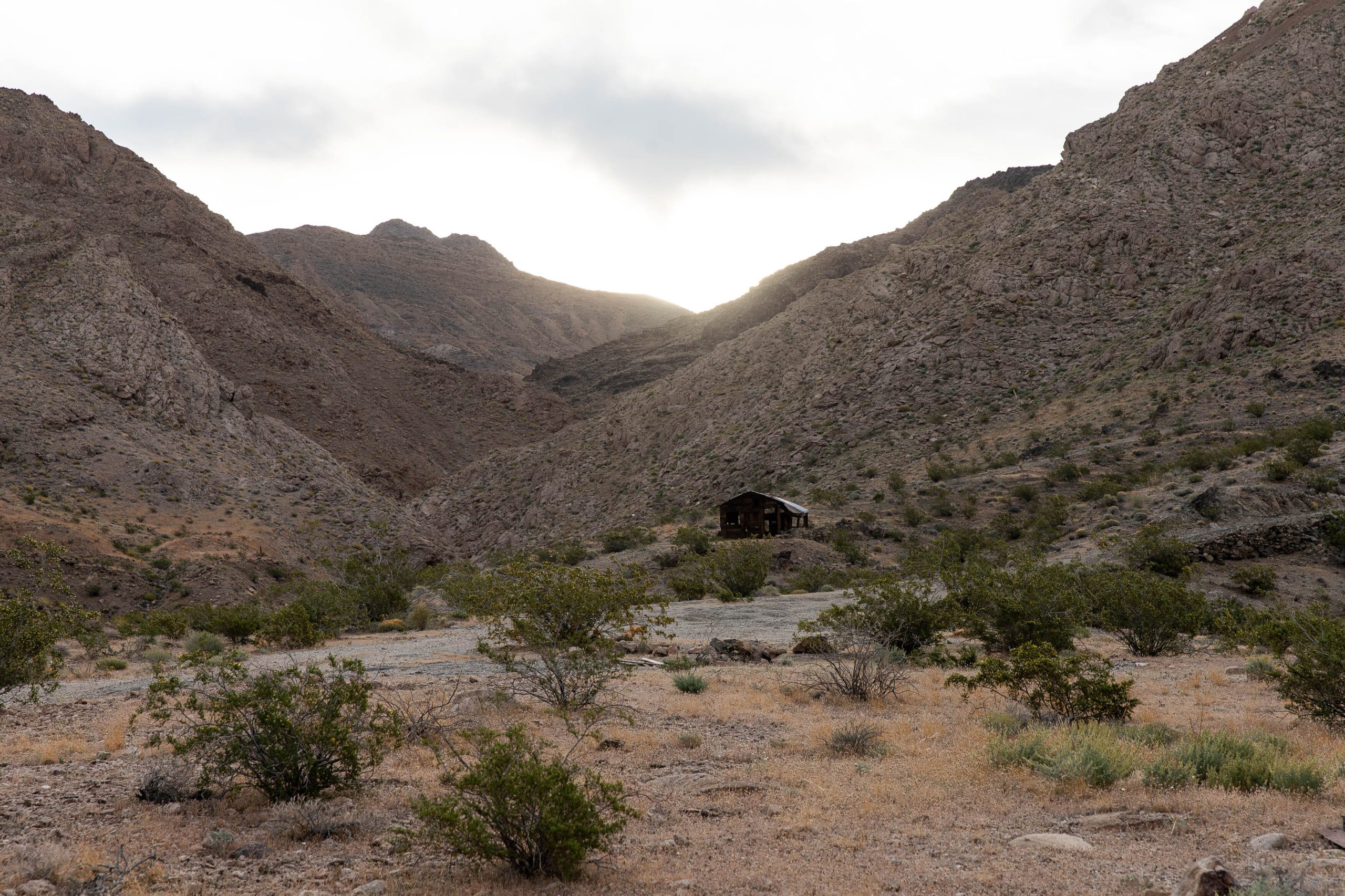 California Botanist Seeks Rare Desert Plant Seeds for Preservation Vault