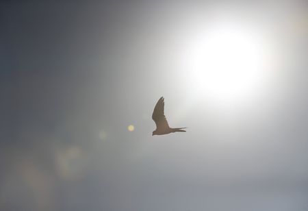 Endangered Falcons Released in Kazakhstan Conservation Effort