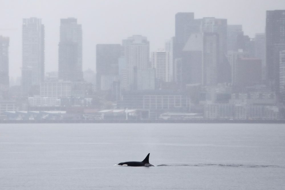 Mystery Whale Family From Alaska Captivates Seattle Visitors