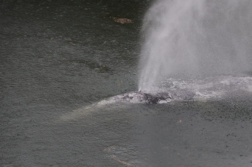 Young Gray Whale Found Dead After Swimming 20 Miles Up Washington River