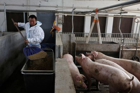 China Develops Alternative Pig Feed to Reduce Dependence on US Soybeans