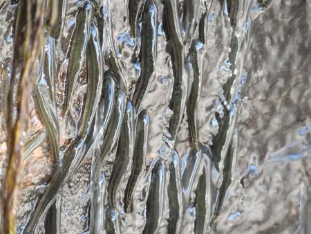 Amazing Fish Scale 50-Foot Waterfall in Congo Using Fins as Climbing Gear
