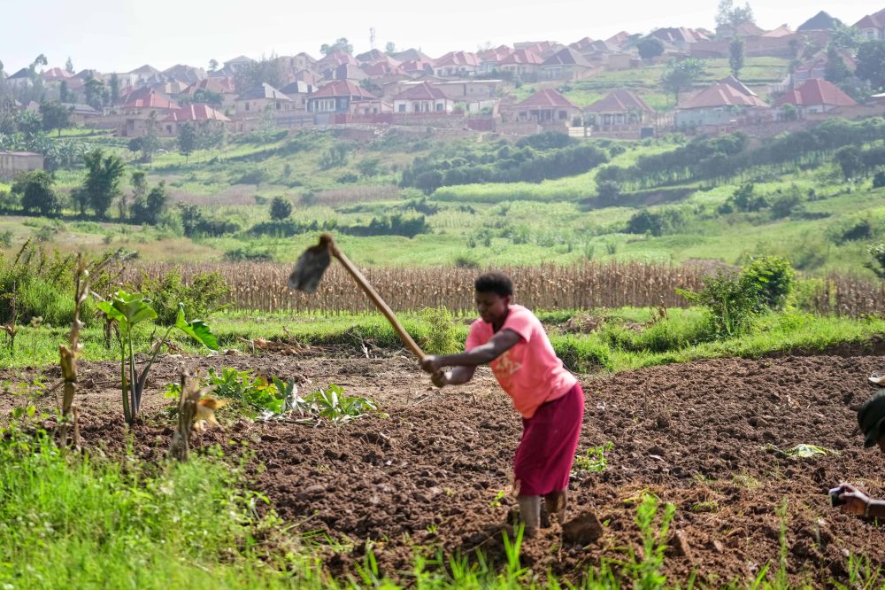 Rwanda Battles to Save Farmland as Africa’s Most Crowded Nation Grows