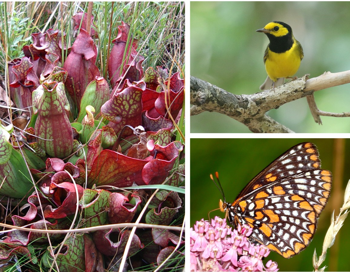 Federal Agency Approves Delaware’s New Wildlife Conservation Blueprint