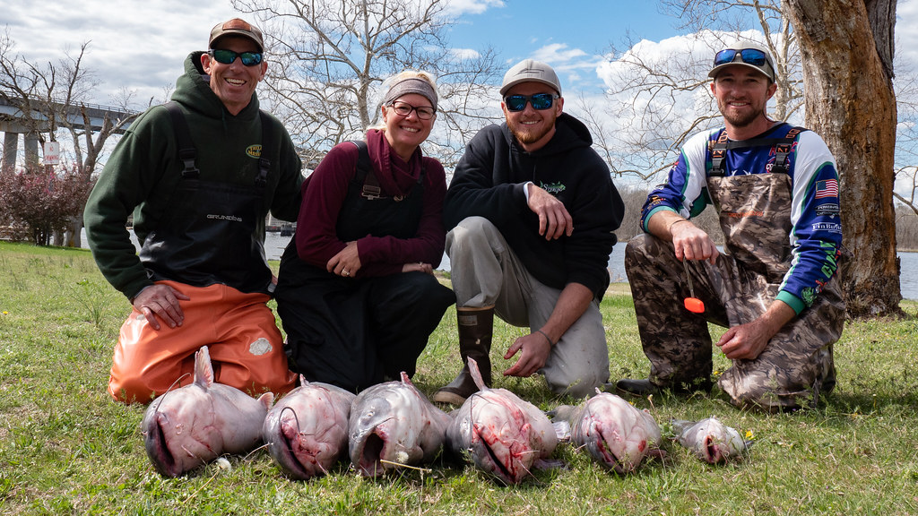 Maryland Offers Cash Rewards for Catching Invasive Blue Catfish in 2026 Tournaments