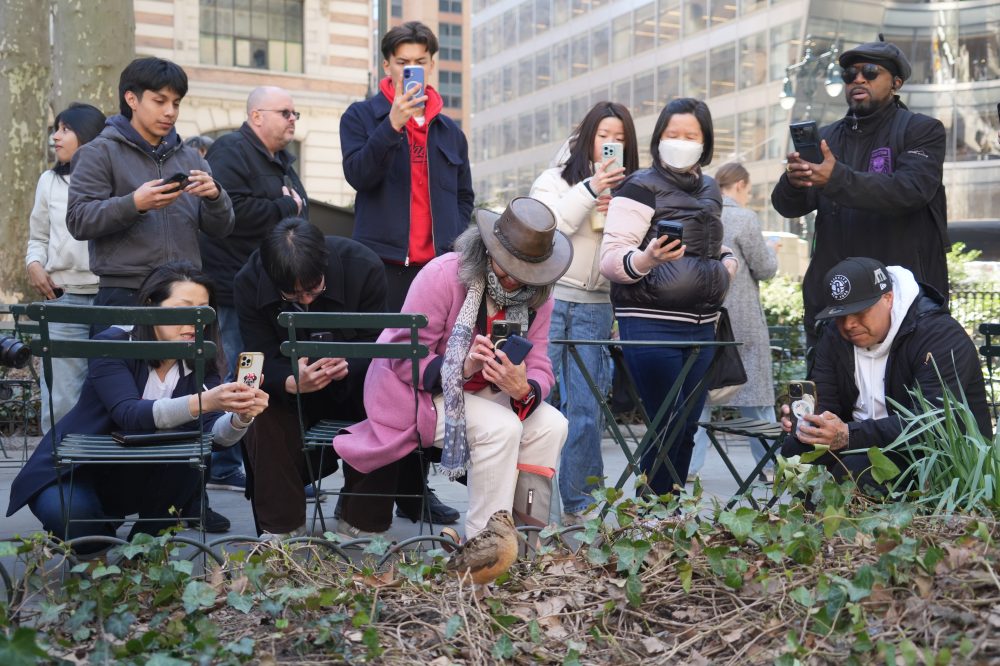 Quirky Woodcock Birds Draw Massive Crowds to Manhattan’s Bryant Park