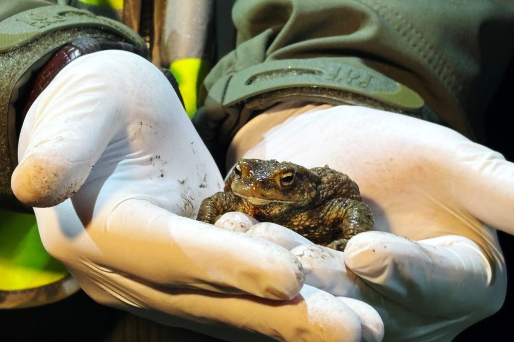 Polish Volunteers Form ‘Frog Patrol’ to Save Thousands of Amphibians