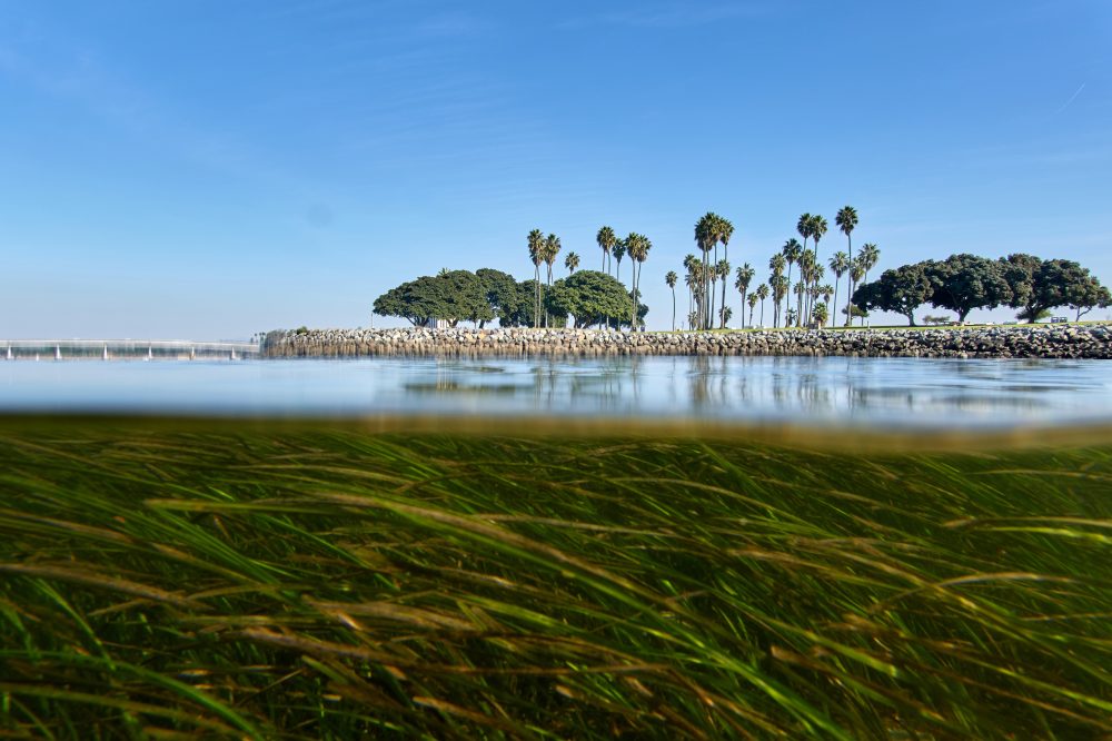 Scientists Use DNA Sequencing to Help Species Survive Rapid Climate Change