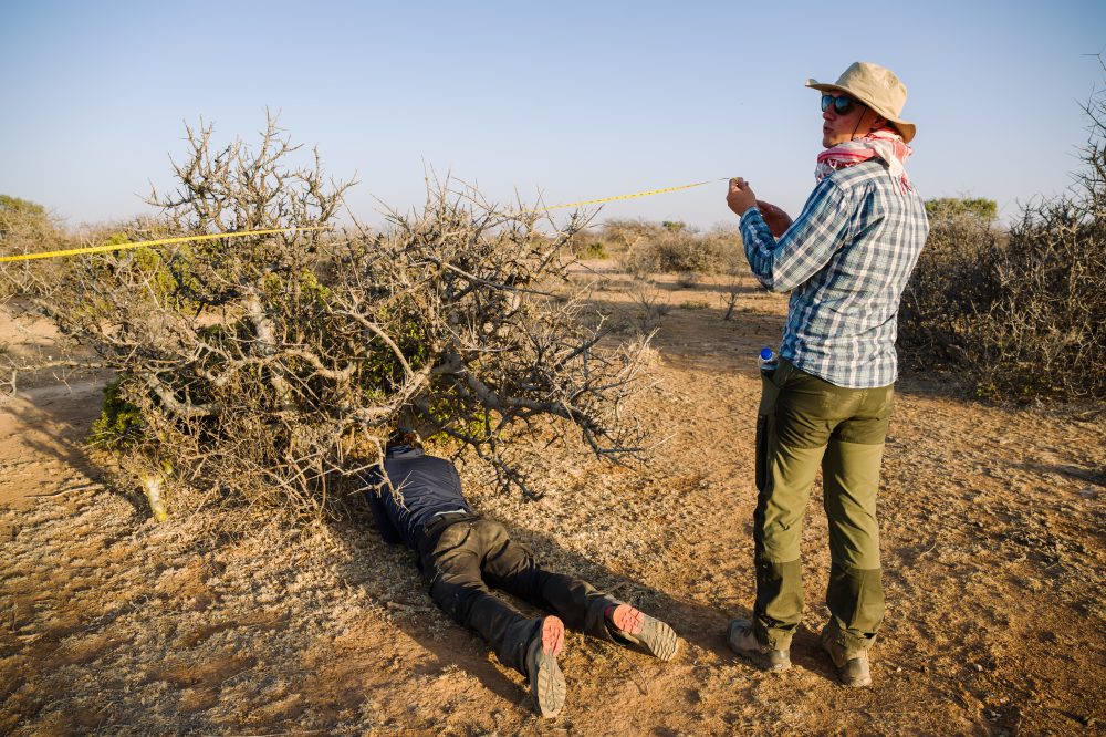 Ethiopian Drought Threatens Myrrh Trees Essential for High-End Perfumes