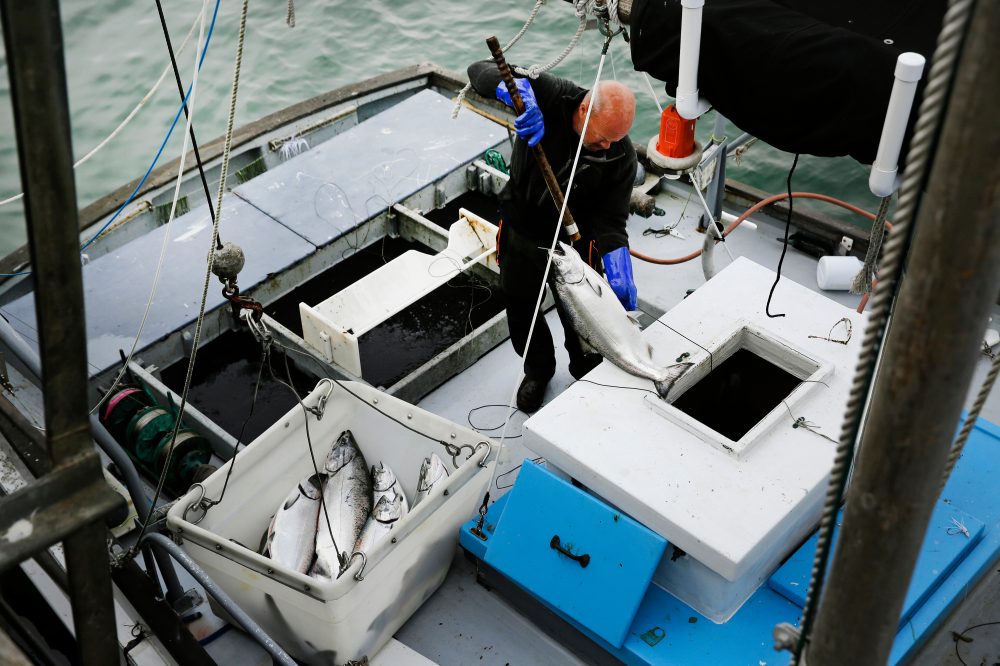 California Reopens Salmon Fishing After Three-Year Ban Due to Population Recovery